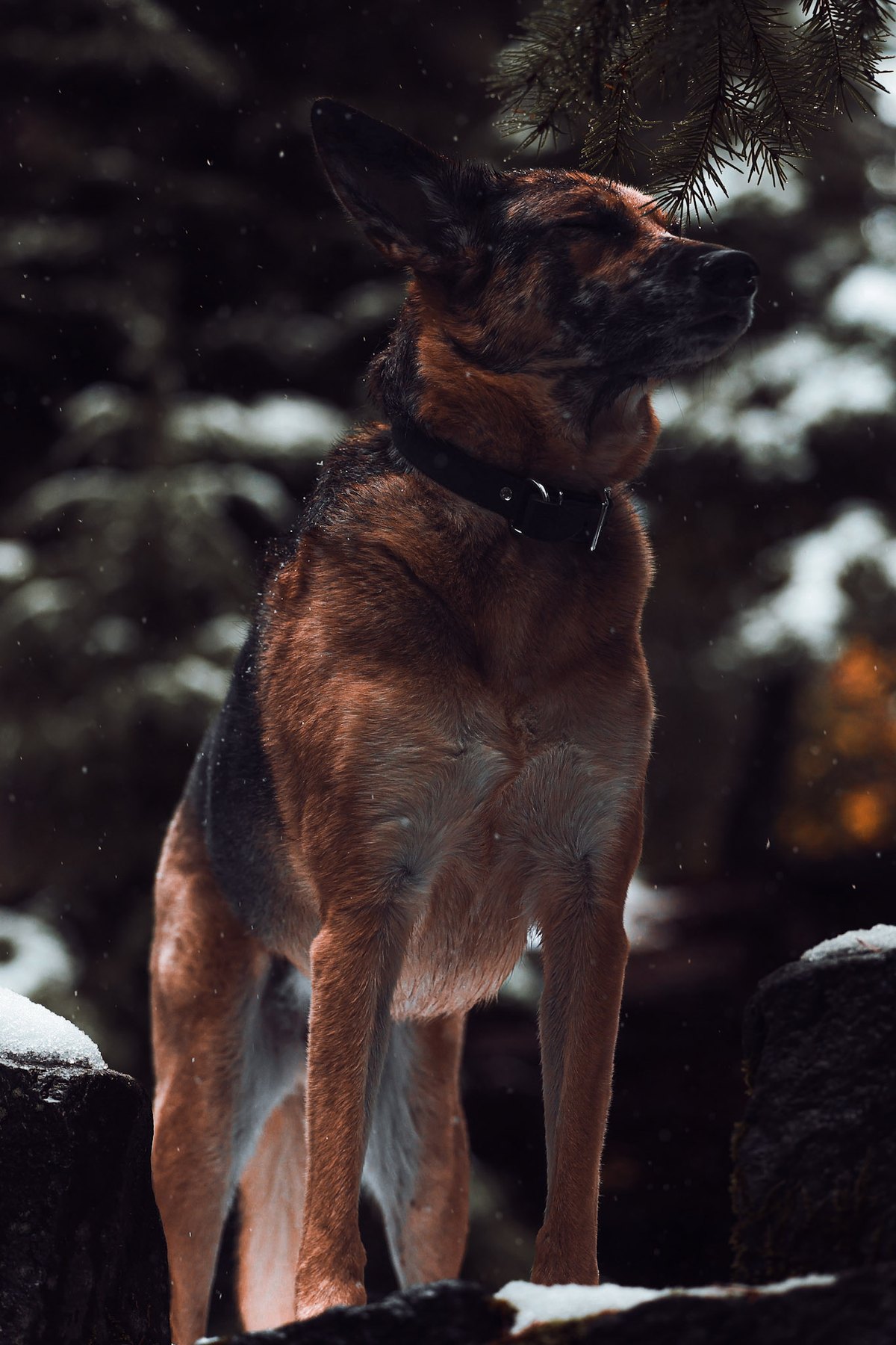 German Shepherd dog with eyes closed under falling snow